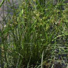 Image result for Pycreus flavescens