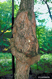 Once established, it girdles trees from the inside, causing telltale dead branches and eventually killing the entire tree. Eutypella Parasitica Wikipedia