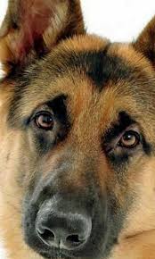 The pop art shepherd small puzzle. German Shepherd Jigsaw Puzzles For Android Apk Download