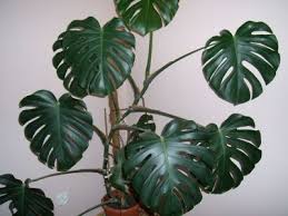 Monstera Dziurawa Pielegnacja Rozmnazanie Choroby Plant Leaves Monstera Deliciosa Plants