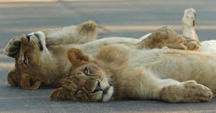 May 18, 2021 · the lions lair. These South African Lions Are Relaxing Amid The Coronavirus Chaos
