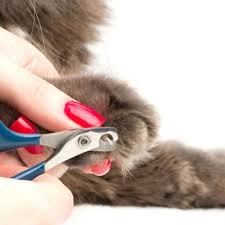 Our aim is to make pet spa and grooming a seamless and stress free process. Mobile Grooming Dubai Pet Grooming Dubai Paws Relax