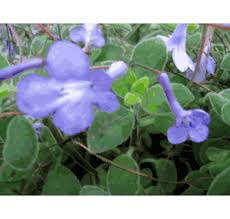 Image result for Streptocarpus saxorum