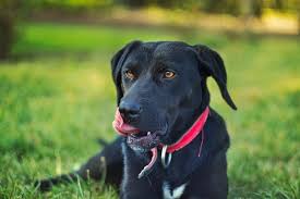 Even stress or anxiety can make a dog throw up! 10 Causes Of Dogs Vomiting Undigested Food Pethelpful