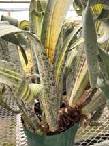 Image result for Seidelia