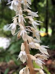 Image result for Epipogium roseum