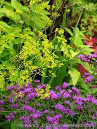 Image result for Vernonia nepetifolia