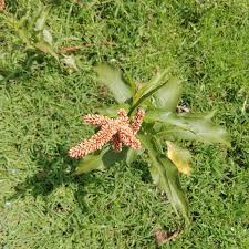 Image result for Oxygonum salicifolium
