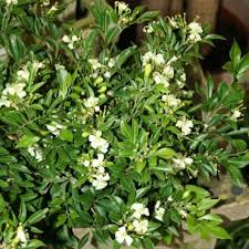 Image result for Murraya