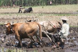 perbedaan membajak sawah dengan kerbau dan traktor