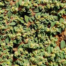 Image result for Euphorbia granulata
