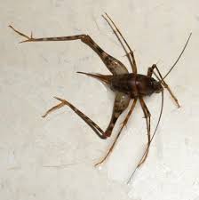 I have a large population of camel crickets in my basement. Camel Cricket What S That Bug