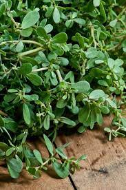 Maybe you would like to learn more about one of these? Goldberg Golden Purslane Johnny S Selected Seeds Edible Wild Plants Plants Edible Plants