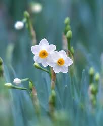 White Flowers Beautiful Flowers White Flowers Narcissus Flower