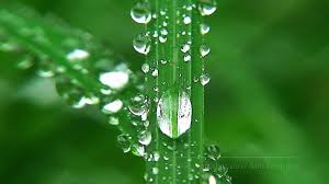 We handpicked more than 600,000 nature pictures for your choosing. Hd Nature Relaxation Video Macro Youtube