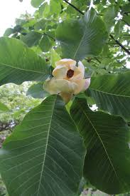 Image result for Dalbergia obovata