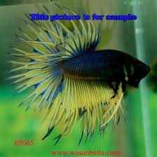 Pin En Betta
