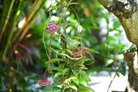 Image result for hoya plant flower