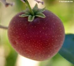 Image result for Dovyalis xanthocarpa