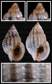 Image result for Tricalysia sp. E