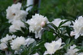 White flowers names with images. 30 Types Of White Flowers With Names Pictures