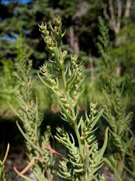 Image result for Suaeda plumosa