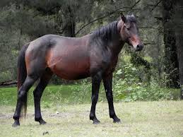 Definition of brumbies in the definitions.net dictionary. Brumby Horse Breed Information History Videos Pictures