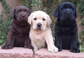 Yellow labs, chocolate labs and black labs. Daisy Mountain Labs