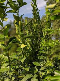 Make sure your fruit cocktail tree is moist at all times, especially during the hotter months. The Green House Nursery