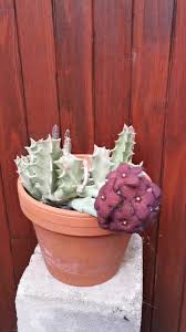 Image result for Orbea melanantha