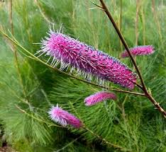 Image result for Grevillea