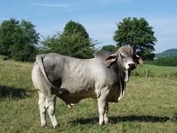 May 28, 2021 · the brahman cattle is a very popular breed in it's native area and some other countries around the world. Ho Brahmans Operated And Owned By Hauck Opitz Gbr