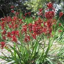 Image result for Anigozanthos