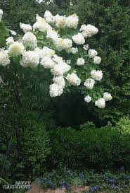 All other white flowering trees grow in climates where. Flowering Trees For Home Gardens 21 Beautiful Choices