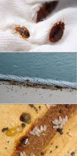 Bug house pest control carrollton, ga 30117. 45 Pest Control In Atlanta Ideas Pest Control Services Pest Control Pests