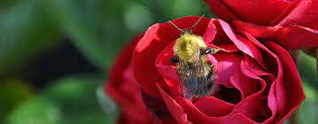 There are many flowers you could plant. Attracting Bees Salisbury Greenhouse