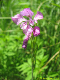 Image result for Gladiolus microspicatus