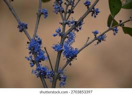 Image result for Memecylon