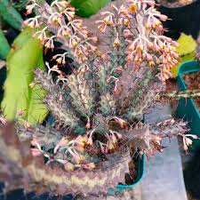 Image result for Euphorbia transvaalensis