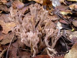 Image result for Clavulina cinerea