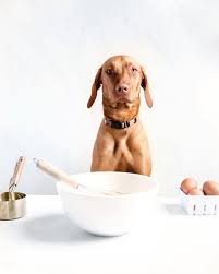 Kitchen accessories set gadgets group calming dog. Round Up 16 Too Cute Dog Themed Kitchen Accessories Decor Ideas Hey Djangles