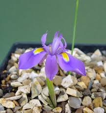 Image result for Moraea niassensis