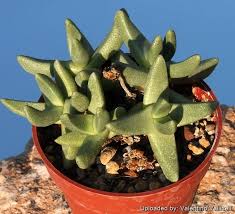 Image result for Hereroa