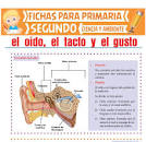 Resultado de imagen para "Cómo funciona el sentido del gusto"