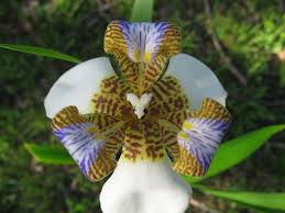 Image result for Neomarica northiana