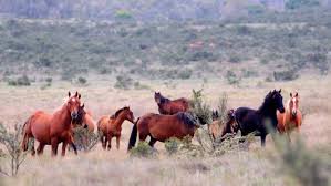 Последние твиты от plus500 brumbies (@brumbiesrugby). Calls For Brumby Culling In Australia S Alpine Habitats Bush Telegraph Abc Radio National Australian Broadcasting Corporation
