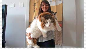 It's a natural cat breed with actually little being known of its exact origins. Maine Coon Katze Munchkin Cat Wildcat Haustier Rasse Andere Png Herunterladen 1200 675 Kostenlos Transparent Pelz Png Herunterladen