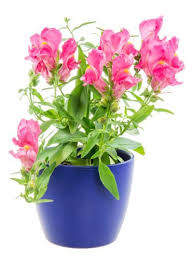 Check spelling or type a new query. Container Grown Snapdragons How To Grow Snapdragon In A Pot
