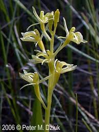 Image result for Liparis bowkeri