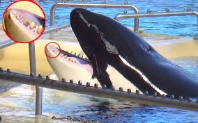 Resultado de imagen de imagenes de loro parque